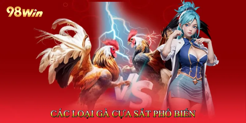 Đá Gà Cựa Sắt Tạo Cơ Hội Thắng Lớn Qua Trận Đấu Hấp Dẫn 3 Các Loại Gà Cựa Sắt Phổ Biến